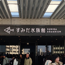 在墨田水族馆近距离观赏海洋生物