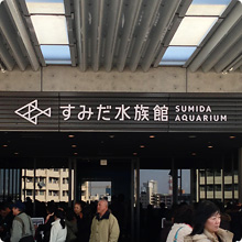 在墨田水族館近距離觀賞海洋生物