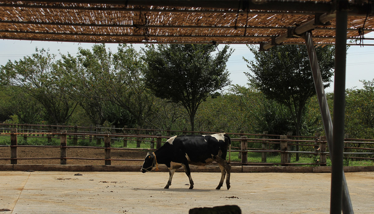 Narita Dream Dairy Farm